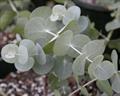 Argyle Apple, Mealy Stringbark, Silver-leaf Stringybark , Silver Dollar Tree